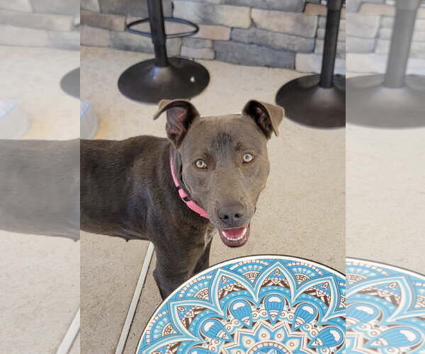 Medium Photo #6 American Pit Bull Terrier-Weimaraner Mix Puppy For Sale in Oakhurst, NJ, USA