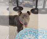 Small #5 American Pit Bull Terrier-Weimaraner Mix