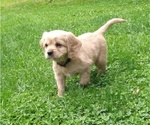 Puppy ranger Golden Cavalier-Golden Retriever Mix