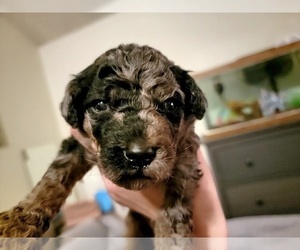 Poodle (Standard) Puppy for sale in PORTLAND, OR, USA