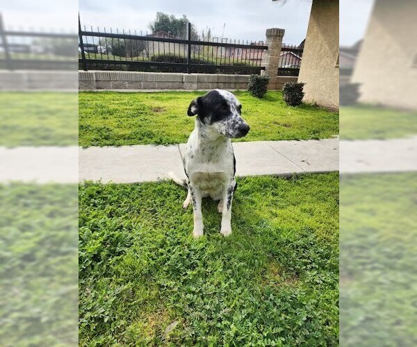 Medium Photo #2 Mutt Puppy For Sale in Pacifica, CA, USA
