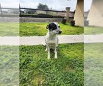 Small #1 Mutt