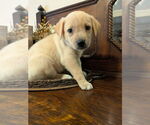 Small #3 Golden Retriever Mix