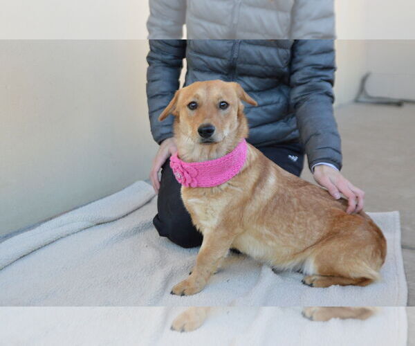 Medium Photo #2 Unknown-Welsh Corgi Mix Puppy For Sale in McKinney, TX, USA