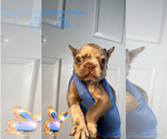 Puppy Puppy 1 French Bulldog