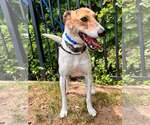 Small Whippet