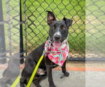 Small #5 Labrador Retriever Mix