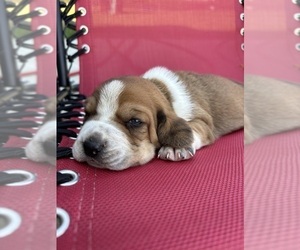 Medium Basset Hound