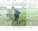 Small #1 Labrador Retriever