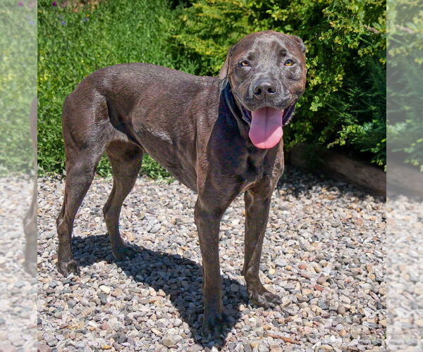 Medium Photo #2 Labrador Retriever-Plott Hound Mix Puppy For Sale in Albuquerque, NM, USA