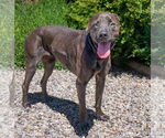 Small #1 Labrador Retriever-Plott Hound Mix
