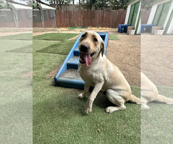 Medium Photo #4 Labrador Retriever-Unknown Mix Puppy For Sale in San Diego, CA, USA
