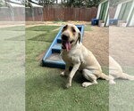 Small #3 Labrador Retriever Mix