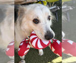 Small #15 Great Pyrenees Mix