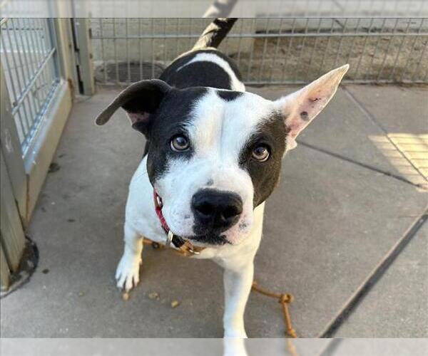 Medium Photo #2 Mutt Puppy For Sale in Martinez, CA, USA