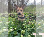 Cassian - Male Mutt Dog for Adoption - Small photo