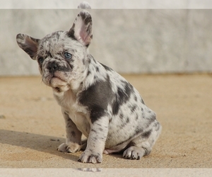 French Bulldog Puppy for sale in BOSTON, MA, USA