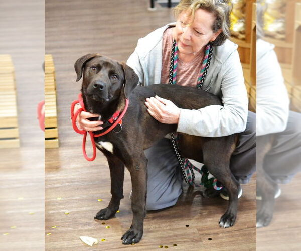 Medium Photo #4 Chocolate Labrador retriever-Labrador Retriever Mix Puppy For Sale in Enfield, CT, USA