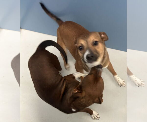 Medium Photo #3 Mutt Puppy For Sale in Pampa, TX, USA