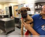 Small German Shepherd Dog Mix