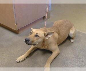Carolina Dog-Unknown Mix Dogs for adoption in Sacramento, CA, USA