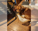 Small #1 Dachshund Mix
