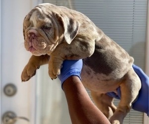 English Bulldog Puppy for sale in COLUMBUS, OH, USA