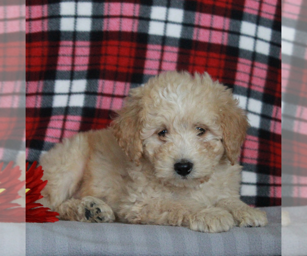 Medium Photo #1 Labradoodle-Poodle (Miniature) Mix Puppy For Sale in CHRISTIANA, PA, USA
