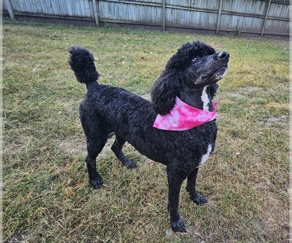 Medium Photo #1 Poodle (Standard) Puppy For Sale in HAVANA, IL, USA
