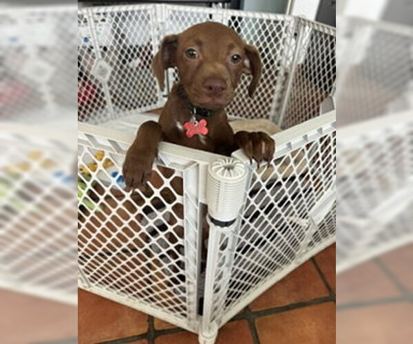 Medium Photo #2 Chihuahua-Unknown Mix Puppy For Sale in San Diego, CA, USA
