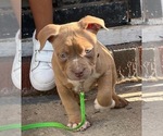 Puppy Rose American Bully