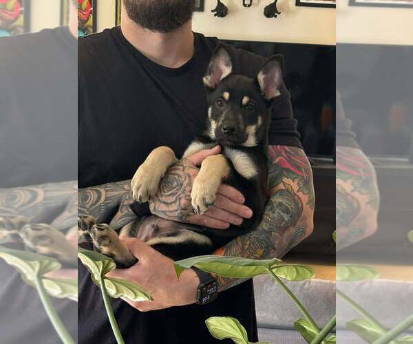 Medium Photo #6 German Shepherd Dog-Unknown Mix Puppy For Sale in Imlay City, MI, USA