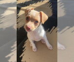 Small #2 Chihuahua Mix