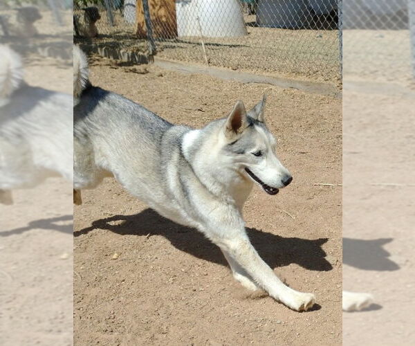 Medium Photo #5 Siberian Husky Puppy For Sale in Apple Valley, CA, USA