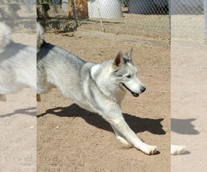 Lobo - - Male Siberian Husky Dog for Adoption - Photo #5