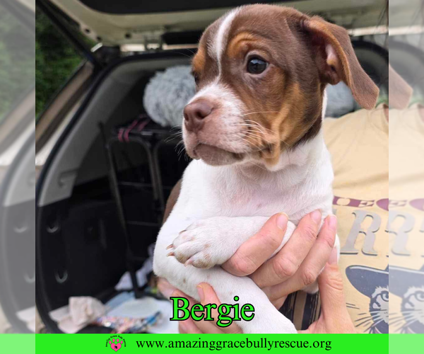 Medium Photo #2 Mutt Puppy For Sale in Pensacola, FL, USA