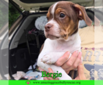 Small #1 Mutt