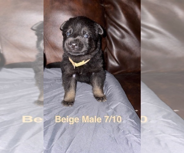 Medium Photo #25 German Shepherd Dog Puppy For Sale in SUMPTER TWP, MI, USA