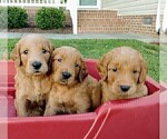 Small Photo #3 Goldendoodle Puppy For Sale in STEM, NC, USA