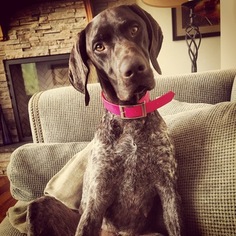 German Shorthaired Pointer Puppy for sale in FORT COLLINS, CO, USA