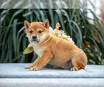 Puppy Dolly Shiba Inu