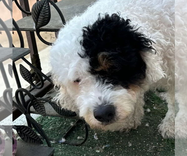 Medium Photo #1 Mutt Puppy For Sale in Lake Forest, CA, USA