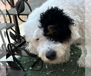 Mutt Dogs for adoption in Lake Forest, CA, USA