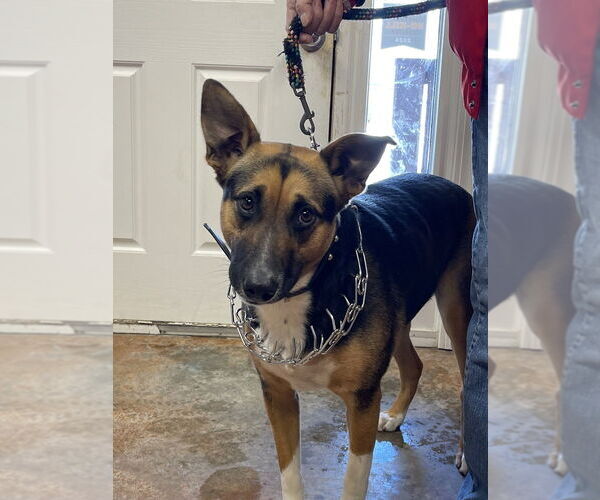 Medium Photo #2 German Shepherd Dog-Unknown Mix Puppy For Sale in Bolivar, MO, USA