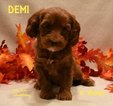 Small Photo #11 Australian Labradoodle Puppy For Sale in ANDOVER, MN, USA