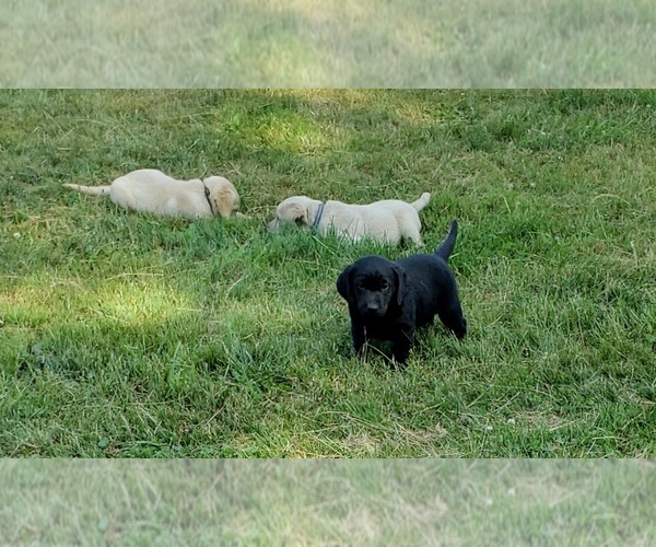 Medium Photo #2 Labrador Retriever Puppy For Sale in OLYMPIA, WA, USA