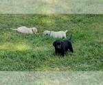 Small #1 Labrador Retriever