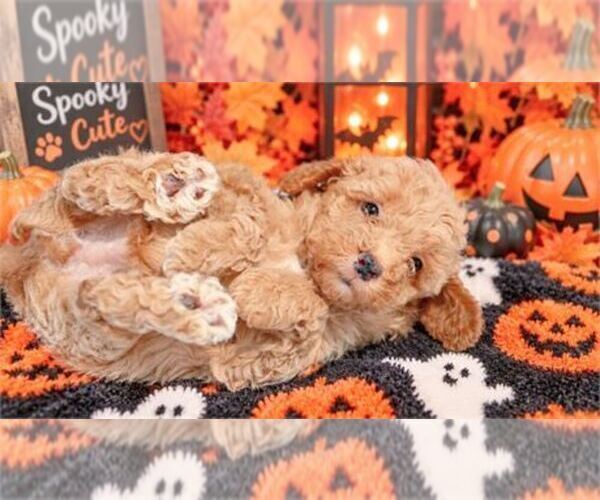 Medium Photo #15 Poodle (Miniature) Puppy For Sale in FISHER ISLAND, FL, USA