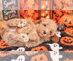 Poodles - Female Poodle (Miniature) Puppy for Sale - Photo #15