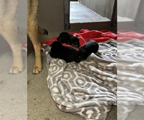 Medium Photo #1 German Shepherd Dog Puppy For Sale in San Bernardino, CA, USA